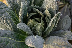 Tuscan kale