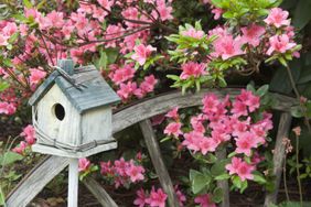 Pink azaleas as yard decoration with weathered birdhouse 