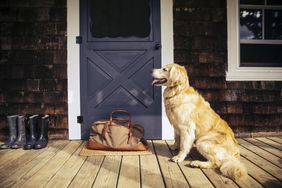 Golden retriever dog on front porch with duffle bag