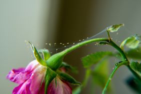 Spider Mites On A Pink Rose Houseplant