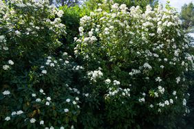 Tin laurel (Viburnum tinus) blooming