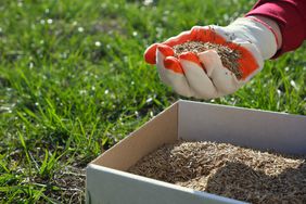 A female hand in a glove holds the seeds of lawn grass over a cardboard box, against a background of green grass.