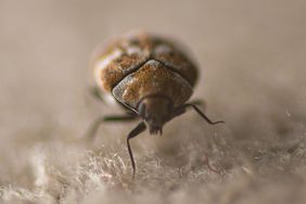 Carpet Beetles