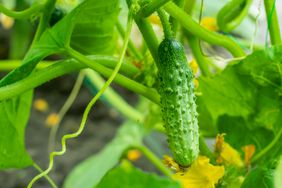 Long fresh cucumbers on a branch in a garden.