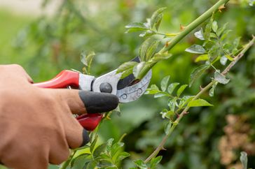 Pruning Branches with Rose Secateurs