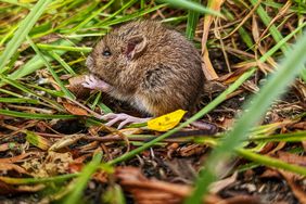 A young common vole sat in undergrowth having a snack