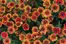 Sneezeweed