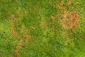 The texture of a sick lawn