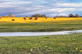 Cattle in Cleburne, Texas