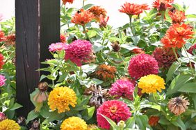 Zinnia Flowers Blooming