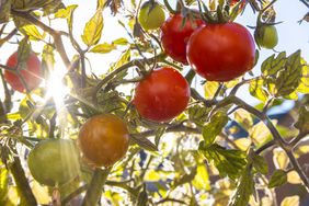 Unripe and ripe tomatoes on the same tree, sun shining through the leaves, water droplets on the fruit.