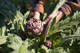 Closeup of hands pulling artichoke from plant in ground