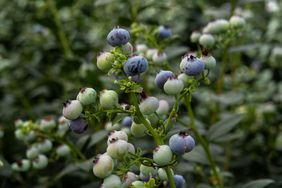 Blueberries growing on a blueberry bush