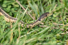 Garter Snake skims through the grass