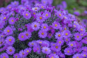 Purple Asters