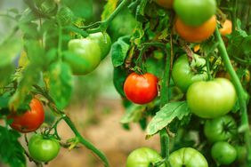 Homegrown tomatoes in greenhouse