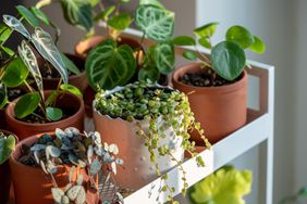 Small Houseplants in Terracotta Pots