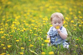 dandelions