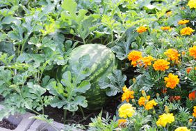 Watermelon growing in garden with marigold