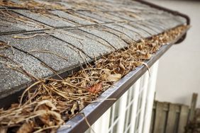 Leaves and Pine Straw in Gutter