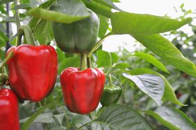 Peppers growing in garden