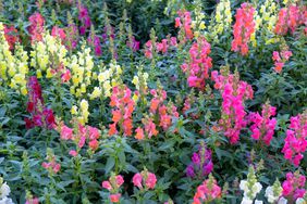 Snapdragon Flowers Blooming