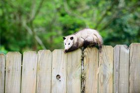 Opossum on fence