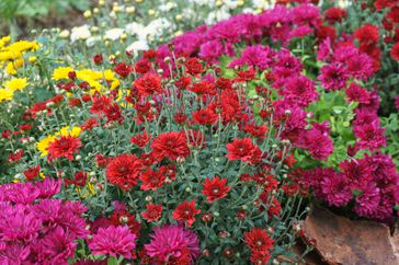 Fresh bright blooming various color chrysanthemums bushes