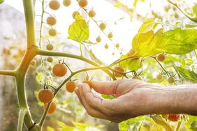 Picking Cherry Tomatoes