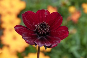 Cosmos atrosanguineus a summer flowering plant with a maroon, red flower commonly known as chocolate cosmos