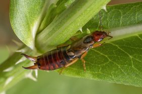 Low angle macro shot of a common earwig on a green leaf