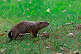 A groundhog in the green grass of a yard or field