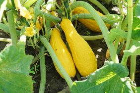 Yellow squash and plant in the farm field