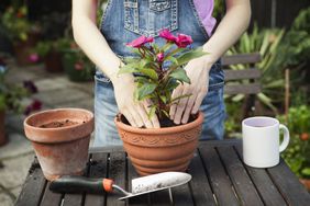 Repotting a plant