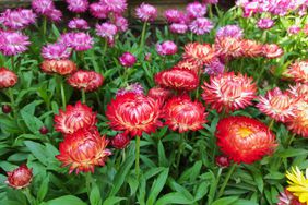 Xerochrysum bracteatum, commonly known as the golden everlasting or strawflower