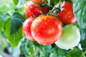 Cherry Tomatoes