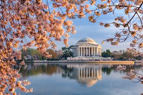 Washington DC Cherry Blossoms at the Tidal Basin and Jefferson Memorial