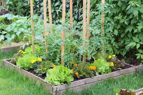 Vegetable Garden