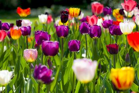 Colorful tulips growing in a field in purple, pink, red, yellow, orange, and white