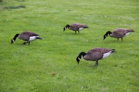 Flock of grazing Canada Geese.