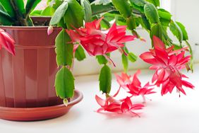 Blooming Christmas Cactus