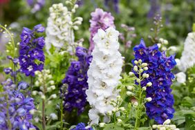 Delphiniums