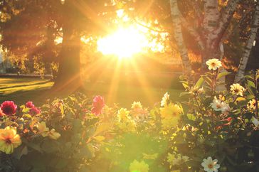 Sun rays shining on a meadow flowers at a park