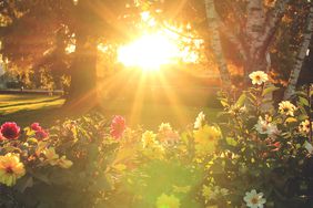 Sun rays shining on a meadow flowers at a park