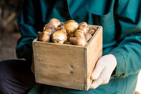 Cleaned tulip bulbs stored in the box