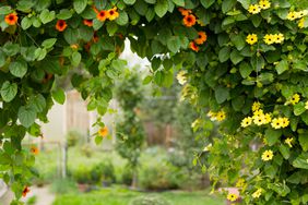 Orange and yellow blooming black-eyed susan vine 