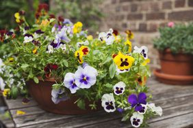 Pansies in Pot