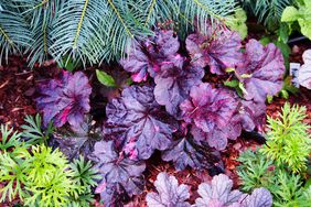 Heuchera