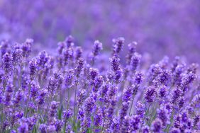 Lavender