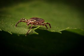 Tick on leaf